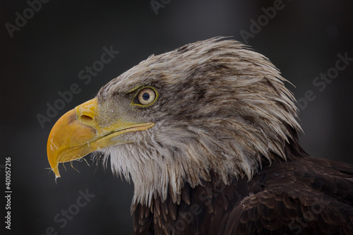 Detailed close up portrait of Bald Eagle. Amazing Bald eagle in flight on a cold winter day. Majestic bird of prey has a body length of up about 1m and typical wingspan is between 1.8m and 2.3m.