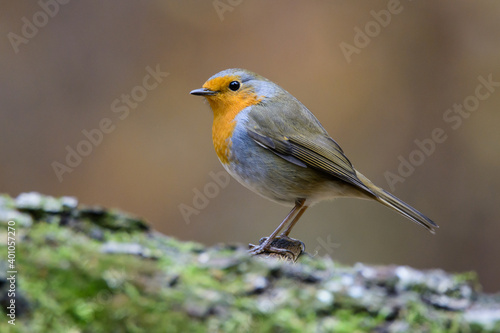 Robin in the oak forest © alex_bor