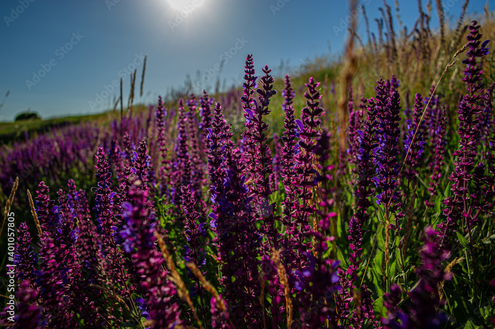 Naklejka premium Purple blooming flowers in a meadow on a sunny day.