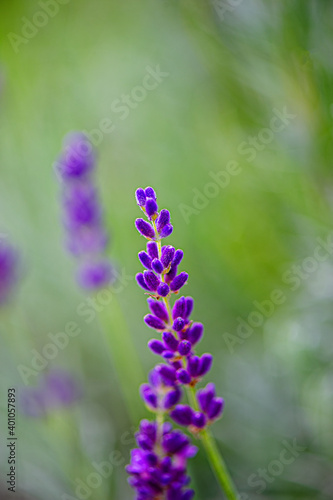 Purple lavender flowers on a blurred green background.