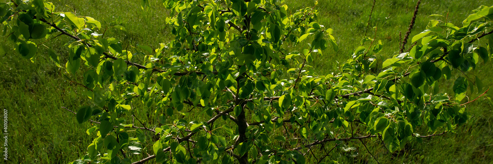 Branches and green foliage of wild pear on a background of grass. Branches and green foliage of wild pear on a background of grass.