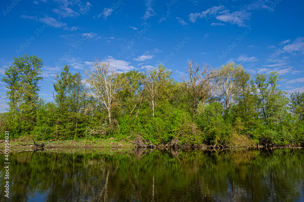 River and deciduous forest on the bank at noon.