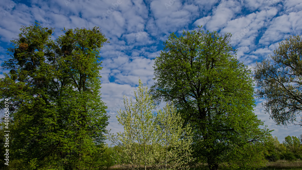 Fototapeta premium Trees on a green meadow and blue sky, rural landscape.