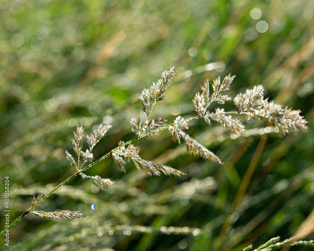spikelets of a plant on a background of green grass on a sunny day. spikelets of a plant on a background of green grass on a sunny day.
