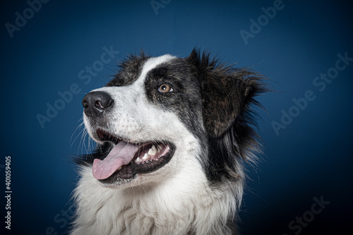 Portrait of beautiful bucovina shepherd dog