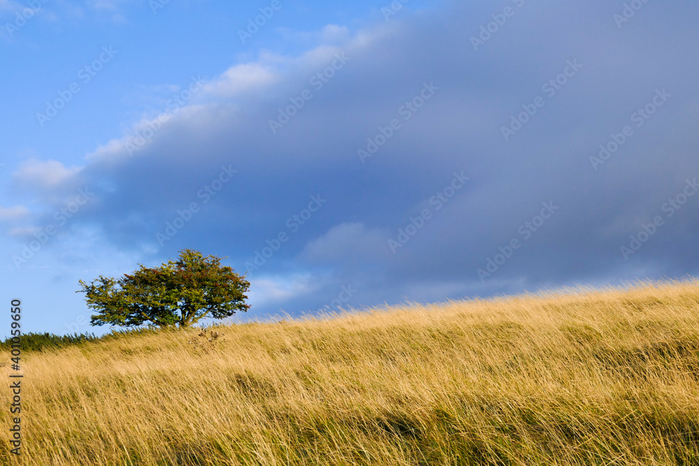 English countryside from White Horse Hill Uffington with single tree and sky 