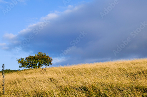 English countryside from White Horse Hill Uffington with single tree and sky 