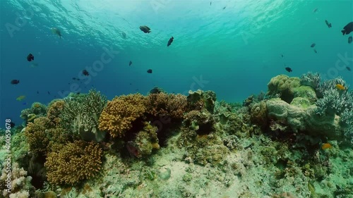 Wallpaper Mural Underwater Colorful Tropical Fishes. wonderful and beautiful underwater colorful fishes and corals in the tropical reef. Philippines. Torontodigital.ca