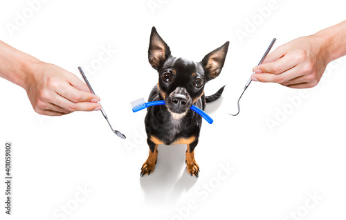 dental toothbrush dog