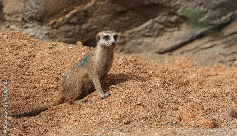 Fototapeta premium meerkat on a rock