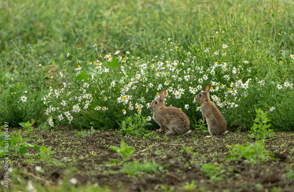 Foto Rabbits