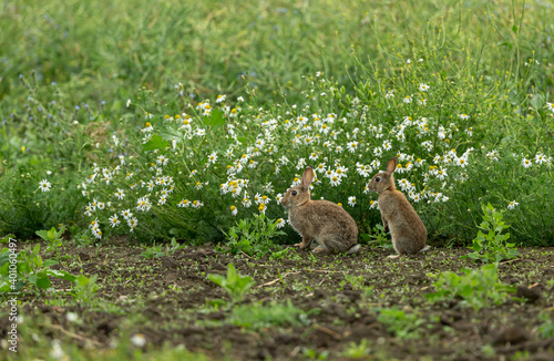 Canvas Print Rabbits