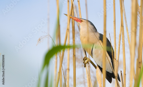 Tableau sur toile Little bittern, Ixobrychus minutus