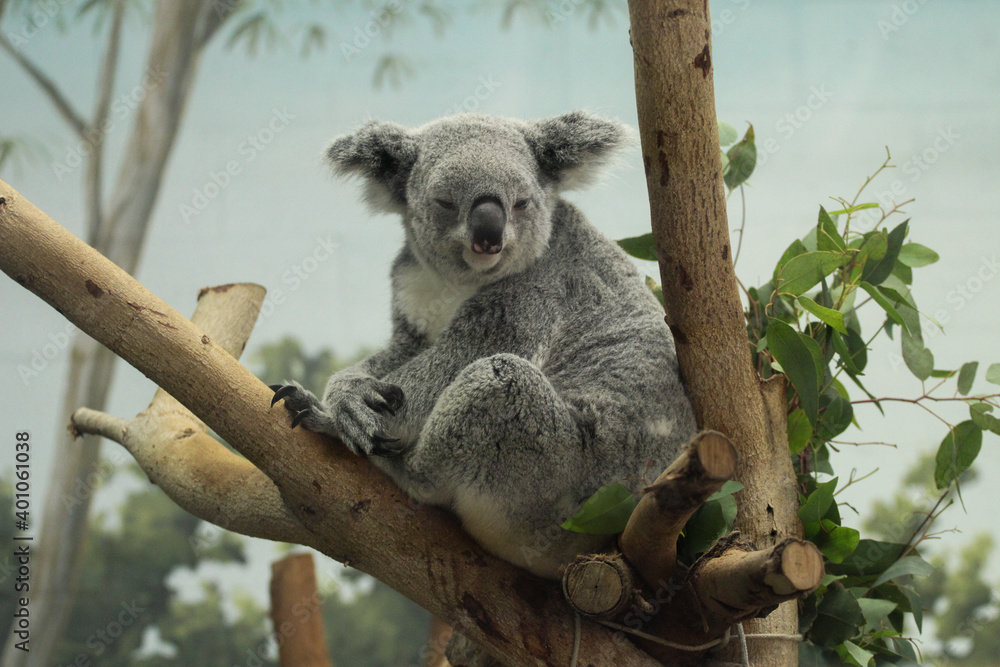Fototapeta premium Koala on a Branch 