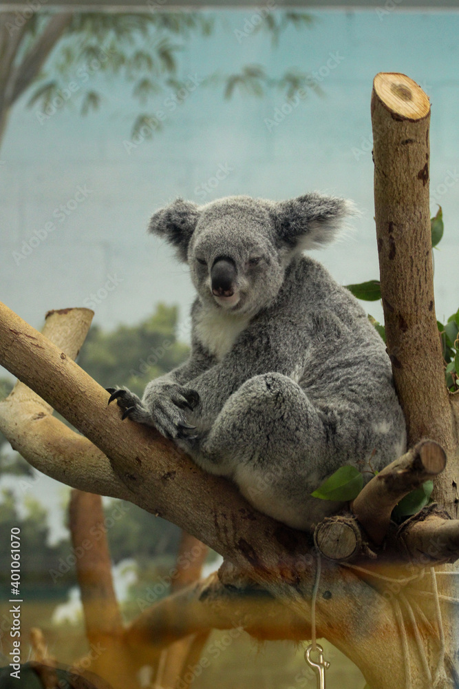 Fototapeta premium Koala on a Branch 