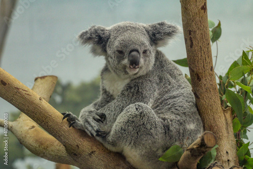 Fototapeta Naklejka Na Ścianę i Meble -  Koala on a Branch 
