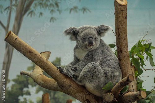 Photography Koala on a Branch
