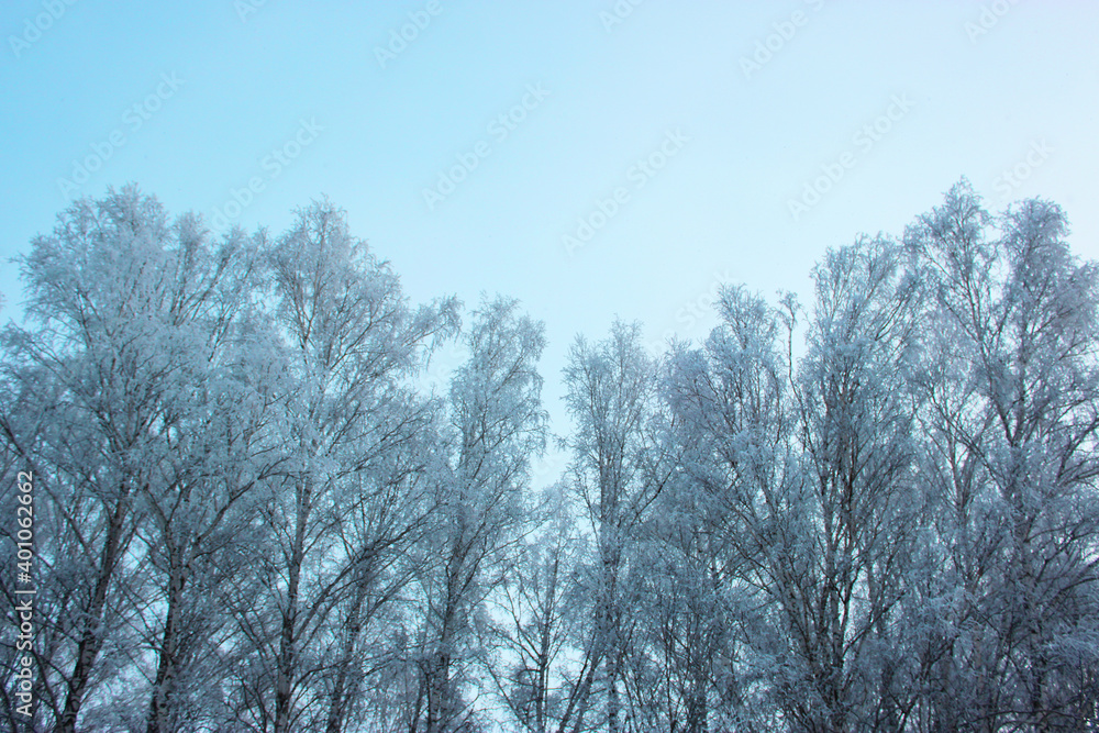 Beautiful snowy winter forest with trees covered with frost and snow close up. Nature winter background with snow-covered branches. white frost on trees, white drifts Road, trail in the winter forest Beautiful snowy winter forest with trees covered with frost and snow close up. Nature winter background with snow-covered branches. white frost on trees, white drifts Road, trail in the winter forest