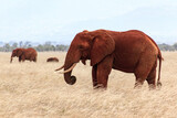 african elephants in the savannah (Animal portrait)