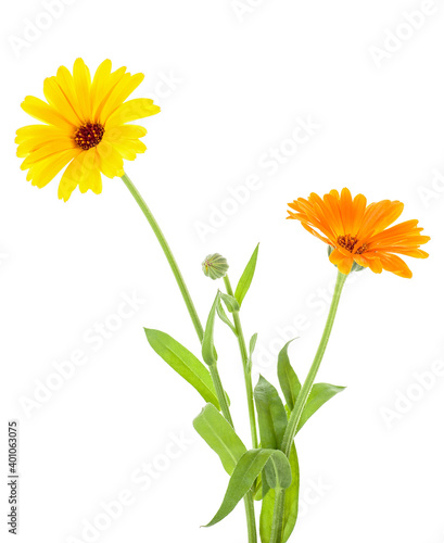 Marigold - Calendula officinalis isolated on a white background. Two flowers with leaves.