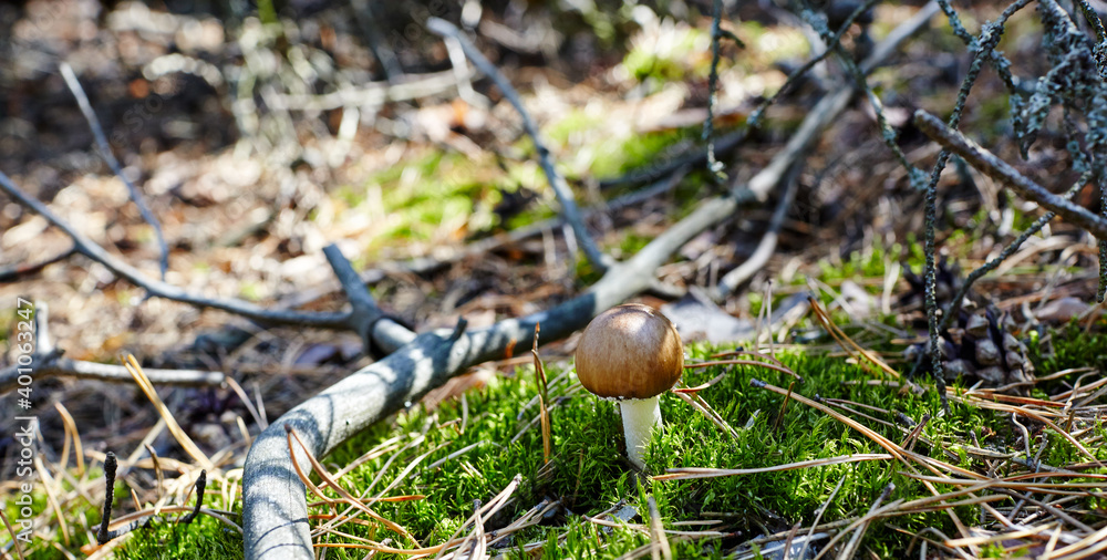 Toxic and hallucinogen mushroom in moss on autumn forest background Toxic and hallucinogen mushroom in moss on autumn forest background