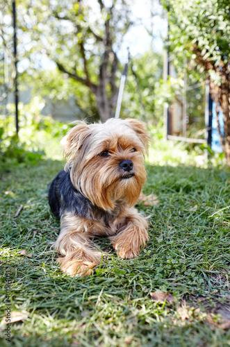 Beautiful yorkshire terrier on a grass waiting for play © supersomik