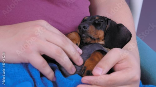 Caring and gentle man nurses and cradles cute tired dachshund puppy, scratching its chest and belly. Baby dog sleeps sweetly in arms of owner, close up