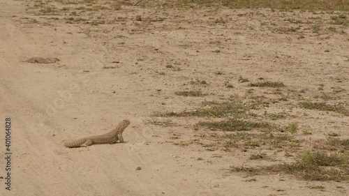 wide shot of Spiny tailed lizards or Uromastyx running to burrow or hole in tal chhapar sanctuary rajasthan india photo