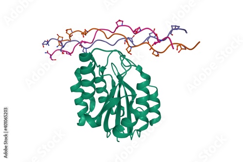 Integrin alpha2 I domain (green) in complex with collagen, 3D cartoon model, white background photo