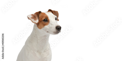 White and red dog sits and looks away. Dog portrait on a white background