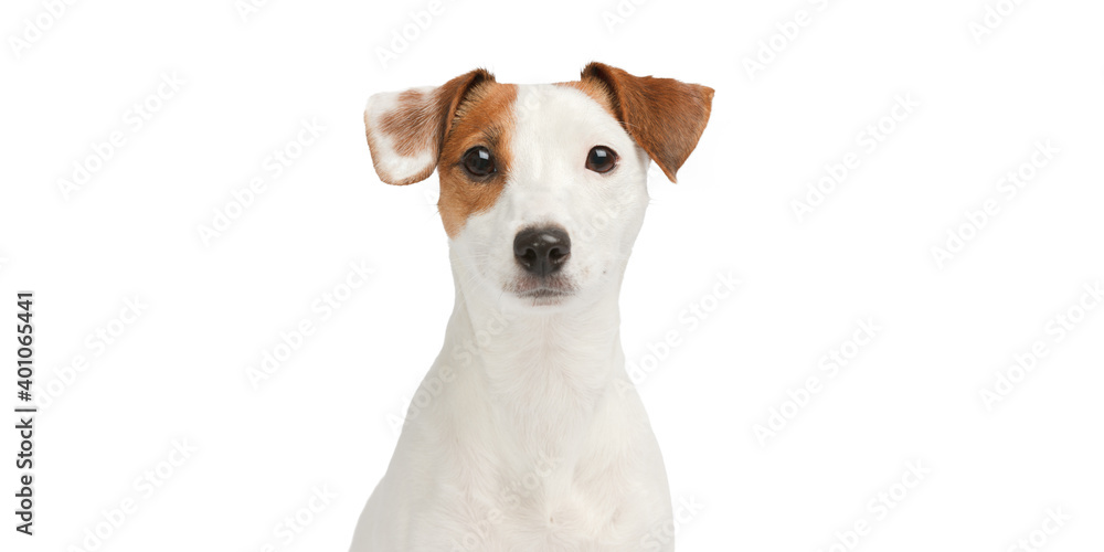 Dog looks wary. Dog portrait on white background