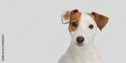 Cute dog on a white background. Close-up portrait of a small dog © Aleksandr Baluev