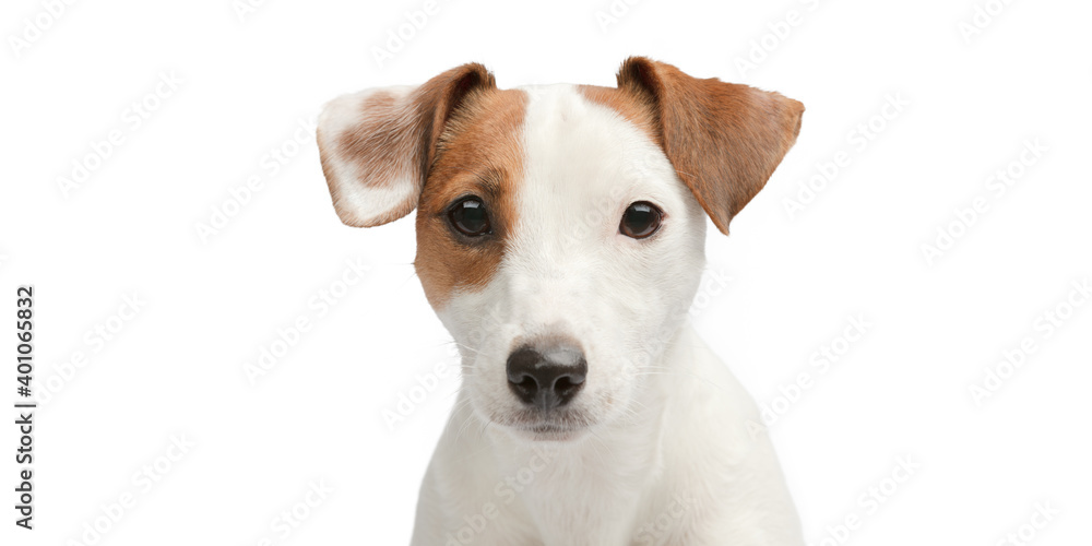 Portrait of a sad dog on a white background