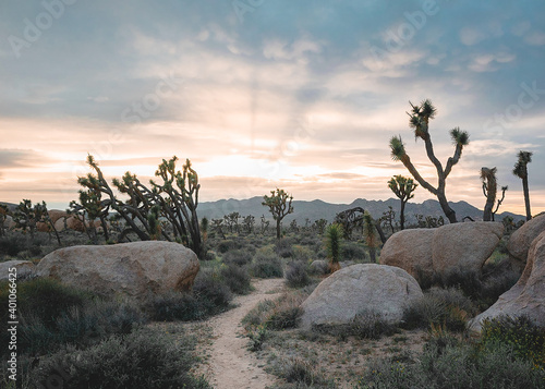 Desert trees lit up by sunset.
