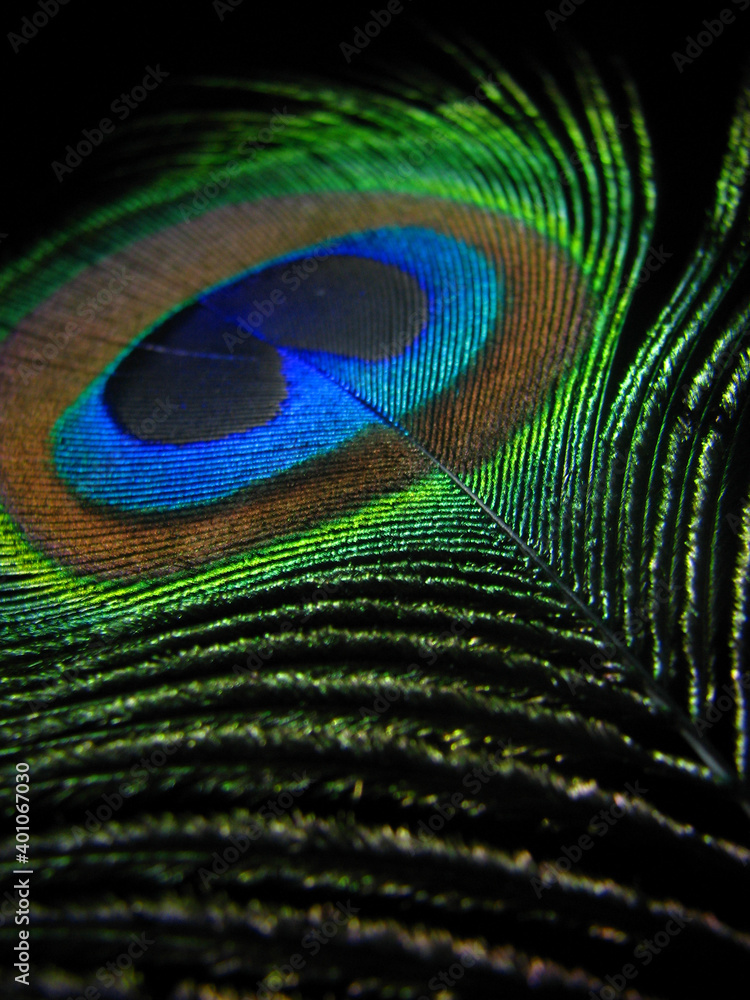 Naklejka premium detail of a peacock feather