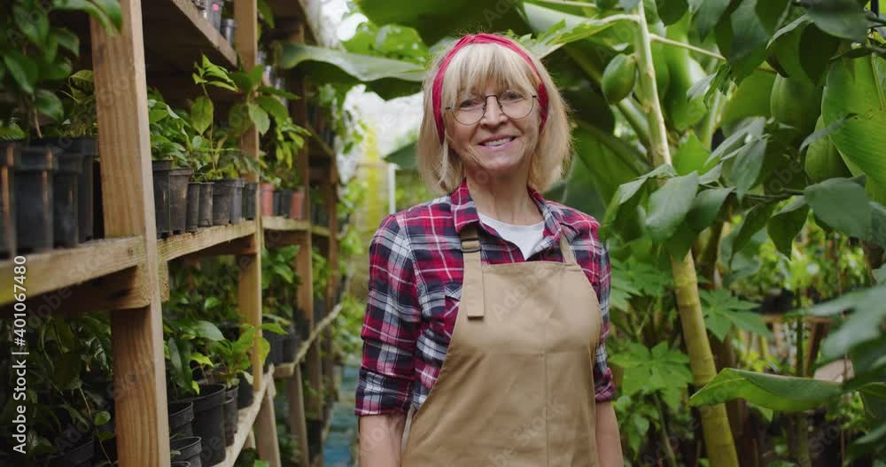Middle shot of charming mature woman in glasses standing in greenhouse, smiling and looking at camera. Portrait of beautiful positive female biologist posing in hothouse. Hobby farming concept. Middle shot of charming mature woman in glasses standing in greenhouse, smiling and looking at camera. Portrait of beautiful positive female biologist posing in hothouse. Hobby farming concept.