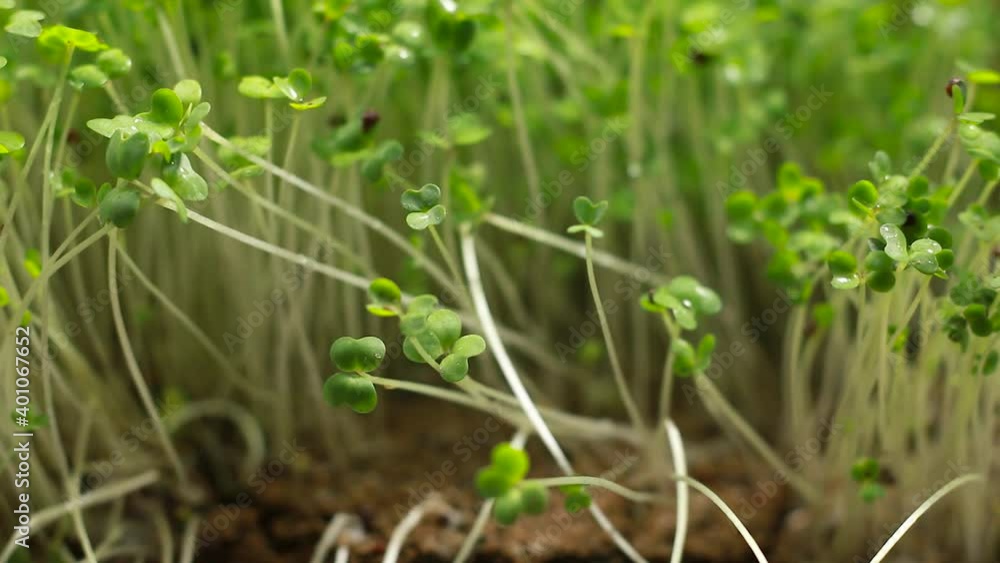 Macro close up of mustard seed green plants
Macro close up of mustard seed green plants