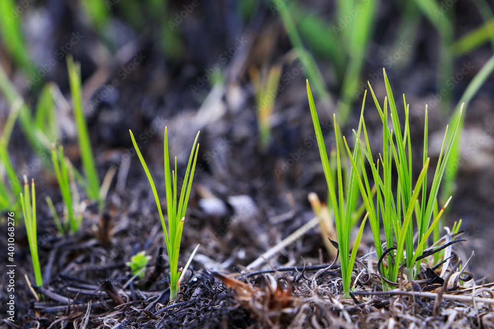 Young green sprouts of fresh spring grass on the background of the earth. Close-up.
Young green sprouts of fresh spring grass on the background of the earth. Close-up.