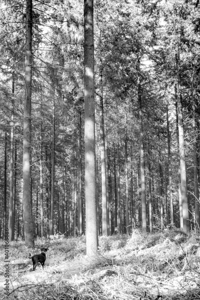 Promenade avec chien en foret Promenade avec chien en foret