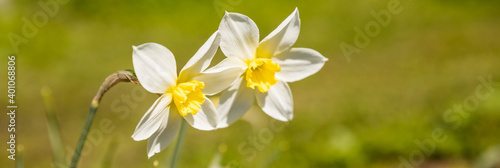 Nature Rustic spring background with Yellow flowers daffodils growing in the garden. Beautiful Wide Screen Wallpaper or Web Banner With Copy Space for design. Daffodils growing outdoors in Sunny day.