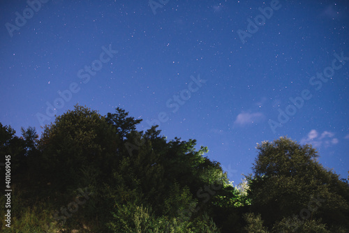 Trees and starry sky in the evening