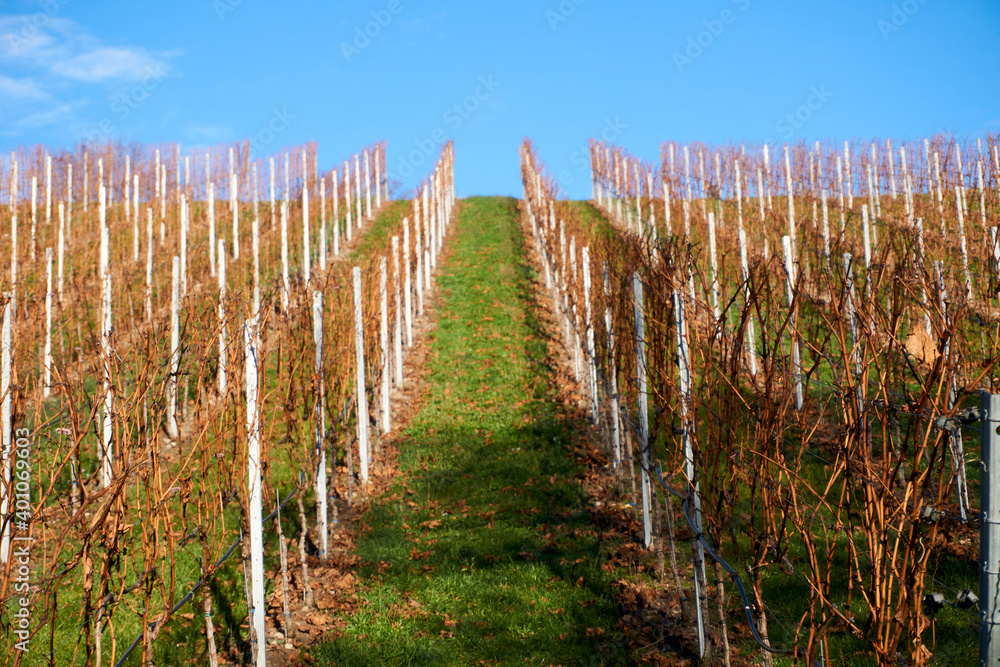 A vineyard in the sun with low robes in the autumn in germany stuttgart A vineyard in the sun with low robes in the autumn in germany stuttgart