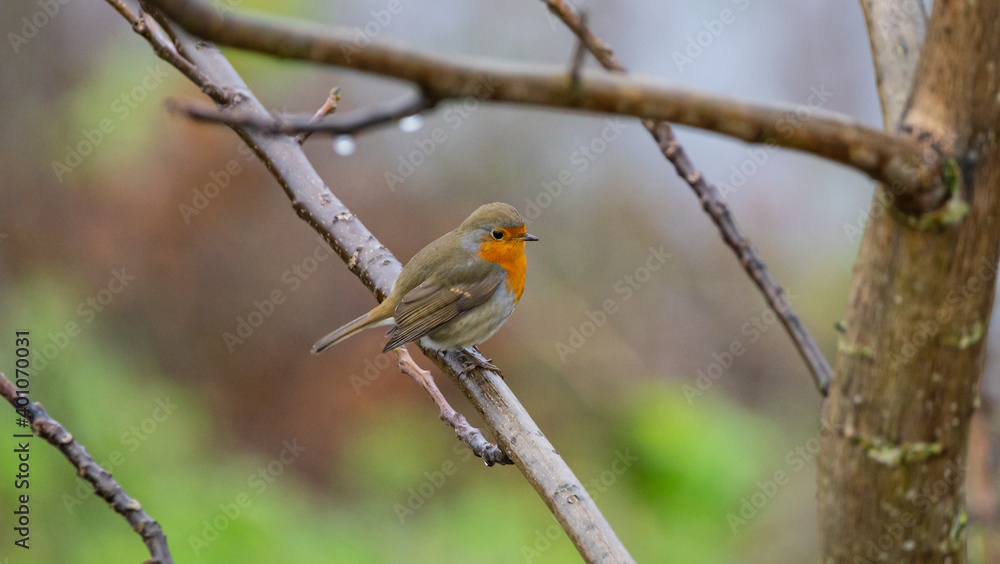 Rotkehlchen (Erithacus rubecula) auf einem Ast Rotkehlchen (Erithacus rubecula) auf einem Ast