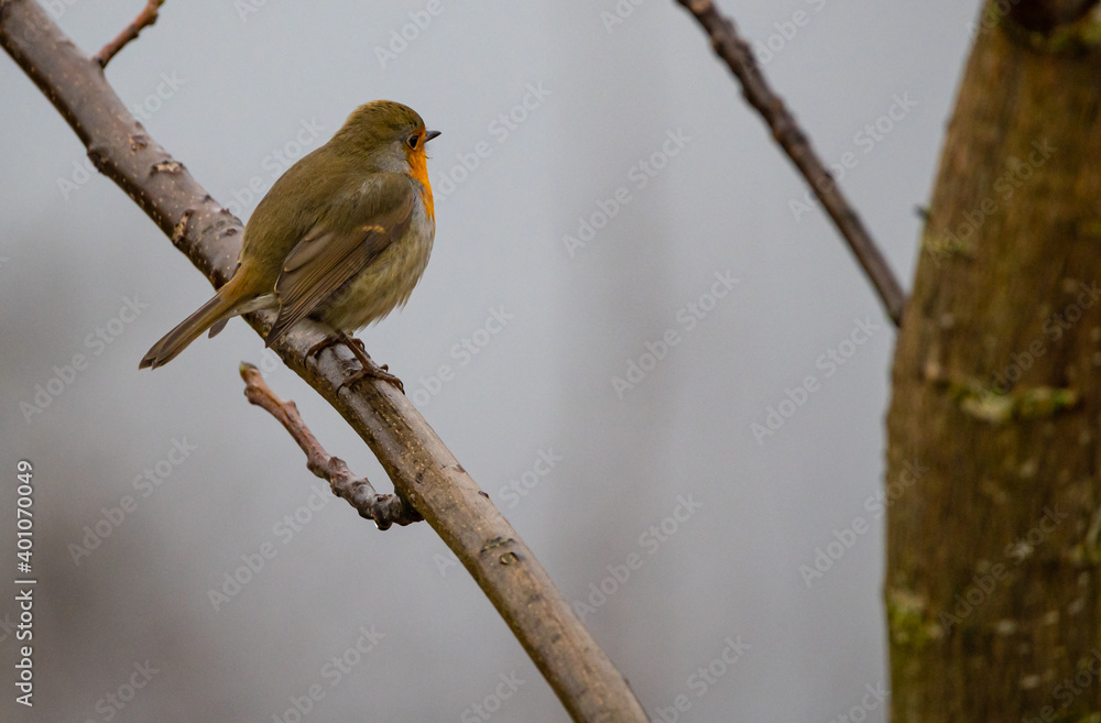 Rotkehlchen (Erithacus rubecula) auf einem Ast Rotkehlchen (Erithacus rubecula) auf einem Ast