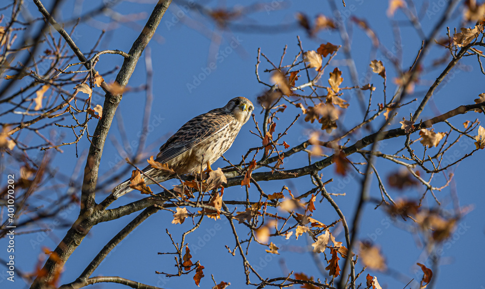 Nahaufnahme von einem Falken, Raubvogel, Herbst Nahaufnahme von einem Falken, Raubvogel, Herbst