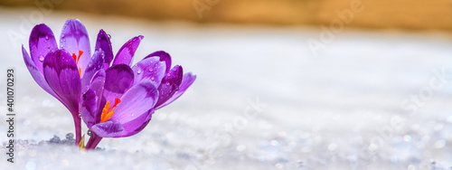 Crocuses - blooming purple flowers making their way from under the snow in early spring, closeup with space for text, banner © rustamank