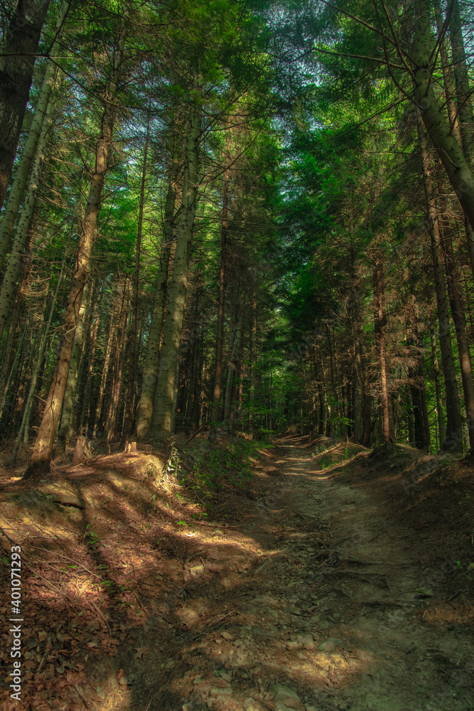 Obraz premium summer forest trail vertical landscape photography wilderness environment space without people here soft focus concept