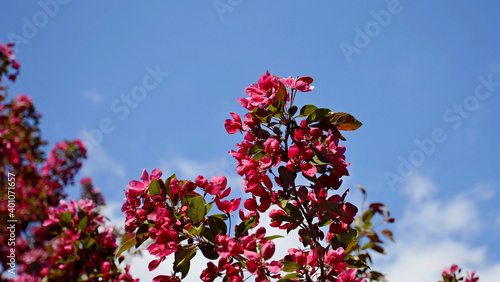 Red flowers of an apple tree. Blooming apple tree branch