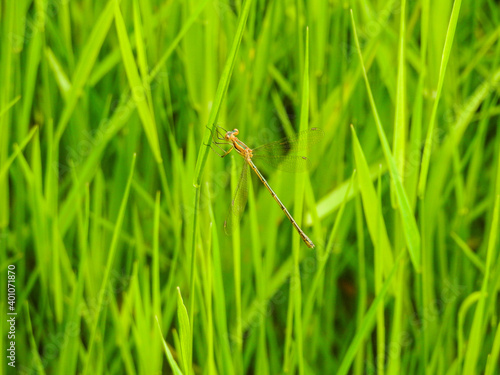 dragonfly on the grass