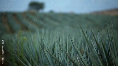 Rack focus view of field of agave plants photo